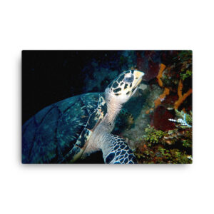 Sea Turtle Canvas