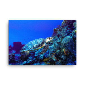 Surfing Sea Turtle Canvas