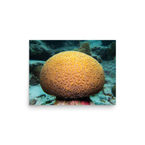 Brain Coral Print