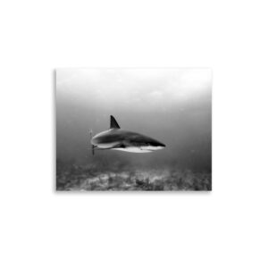 Black & White Shark Print