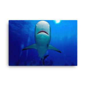 Shark Art Canvas Print