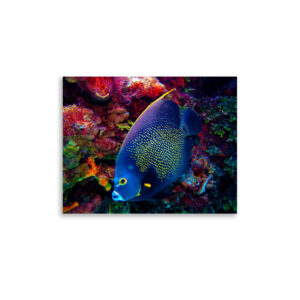 French Angelfish Print