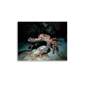 King Crab Print