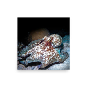 Octopus Night Hunt Print